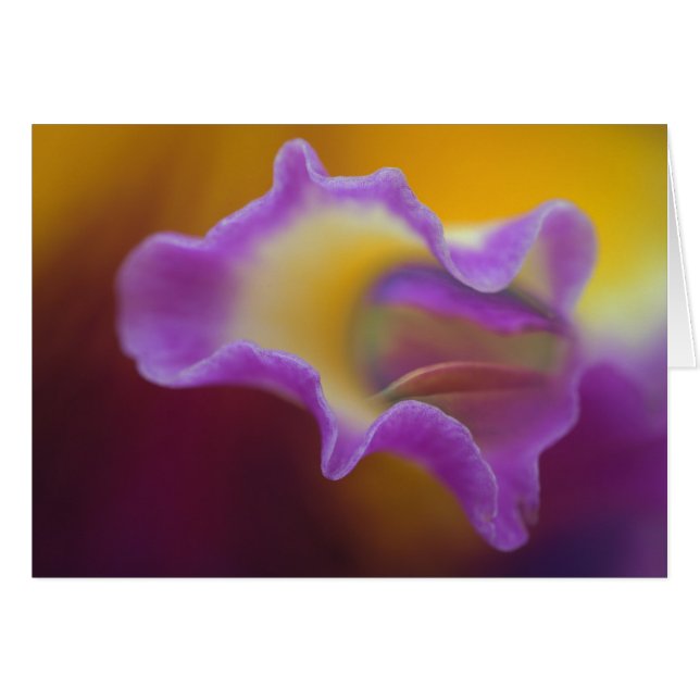 Cartão Orquídea híbrida, Flórida (Frente Horizontal)