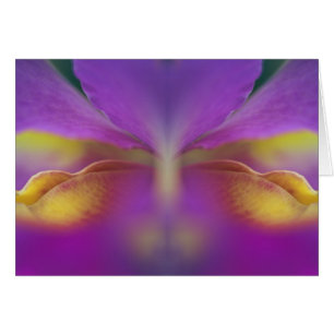 Cartão Orquídea híbrida, Flórida 2