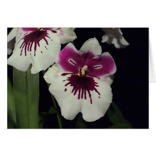 Cartão Orquídea híbrida Miltonia