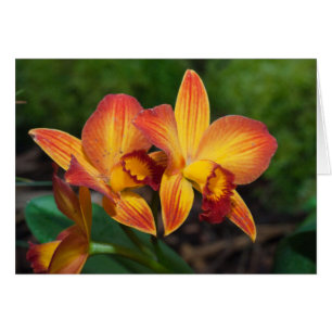 Cartão Orquídea Laranja Gorda Amarelo Rhyncattleanthe