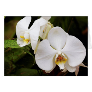 Cartão Orquídea Lua Branca (Phalaenopsis Aphrodite)