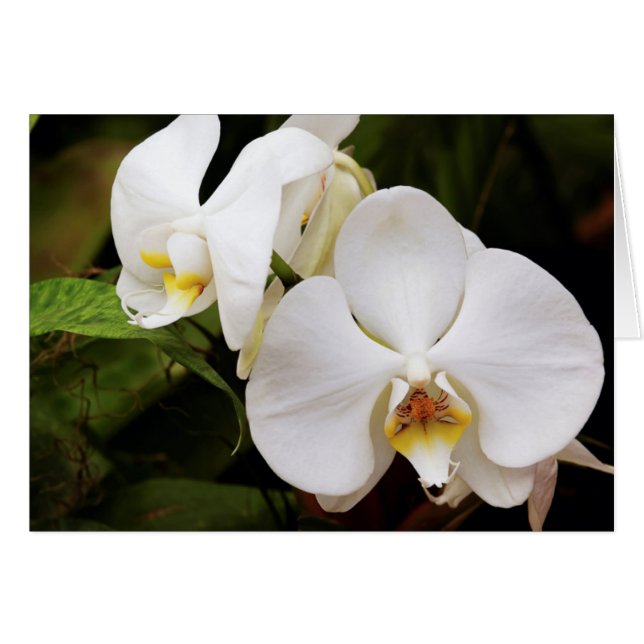 Cartão Orquídea Lua Branca (Phalaenopsis Aphrodite) (Frente Horizontal)