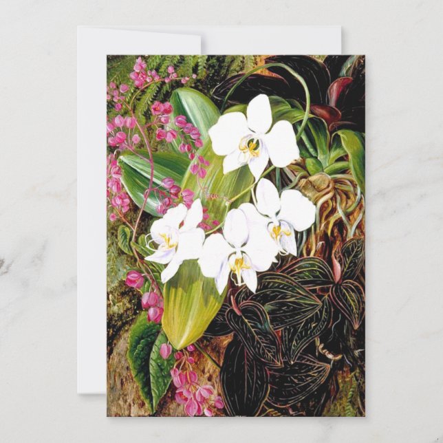 Cartão Orquídea malaia e um escalador americano (Frente)