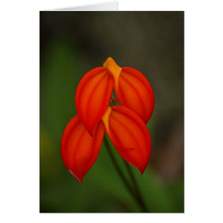 Cartão Orquídea Masdevallia ignea