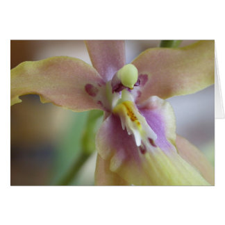 Cartão Orquídea Pastel Miltassia