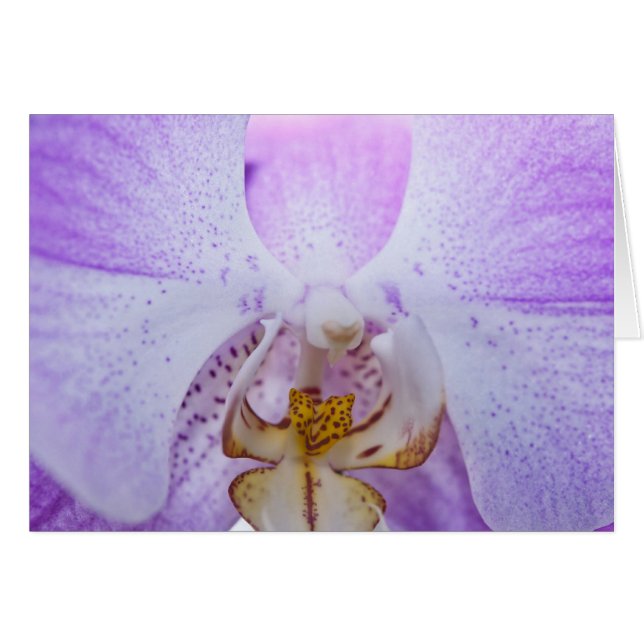 Cartão Orquídea Rosa (Frente Horizontal)