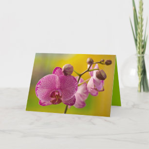 Cartão Orquídea rosa e branca