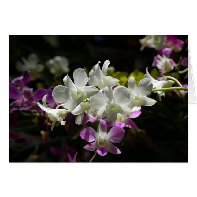 Cartão Orquídeas (Frente Horizontal)