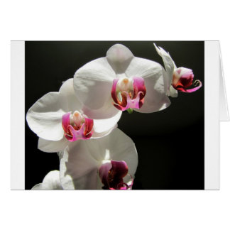 Cartão Orquídeas