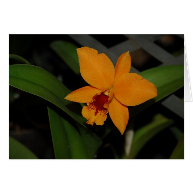 Cartão Orquídeas (Frente Horizontal)