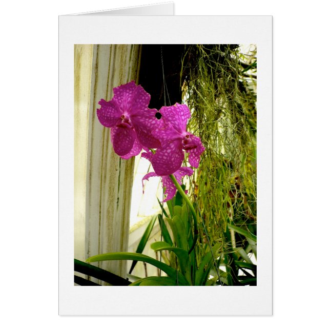 Cartão Orquídeas (Frente)