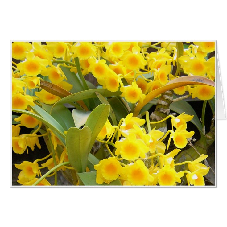 Cartão Orquídeas amarelas pequenas | Zazzle.com.br