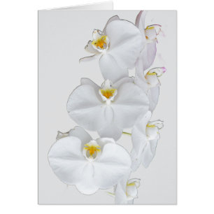 Cartão Orquídeas brancas