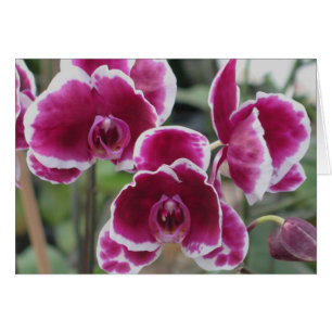 Cartão Orquídeas de Borgonha