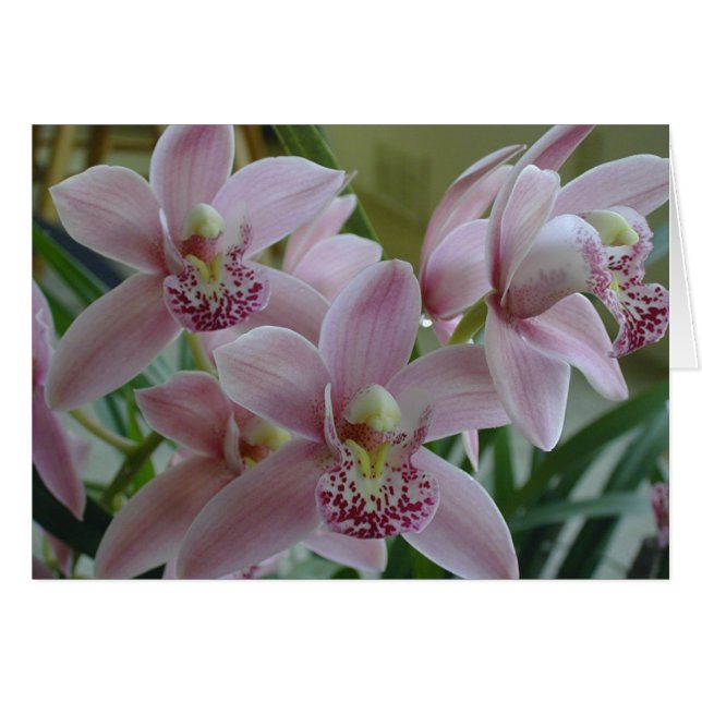 Cartão Orquídeas de Cymbidium rosa (Frente Horizontal)