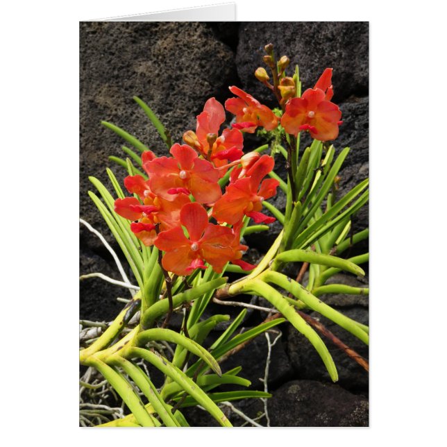 Cartão Orquídeas de vanda (Frente)