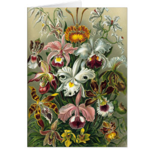 Cartão Orquídeas Ernst Haeckel, Flores Vintage da Florest