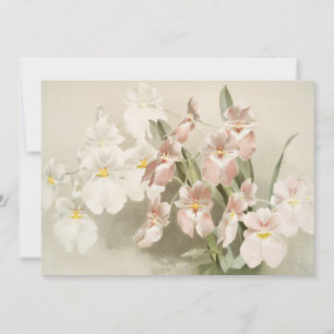 Cartão Orquídeas Flor Vintage Ilustração Antiga