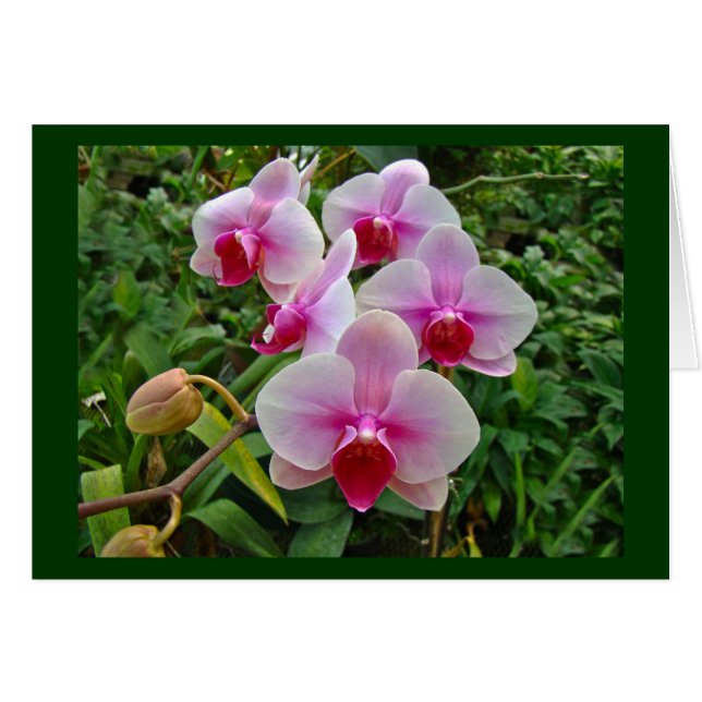 Cartão Orquídeas-Mama rosa - Phalaenopsis (Frente Horizontal)
