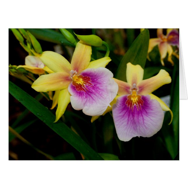 Cartão Orquídeas Púrpura Amarelas Miltonia Sunset (Frente horizontal)