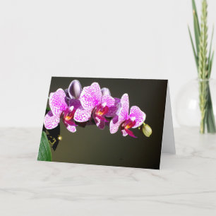Cartão Orquídeas Rosa