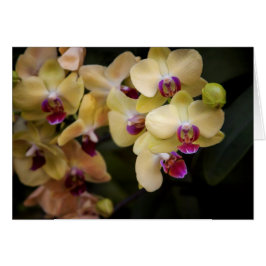 Cartão Orquídeas rosa e amarela