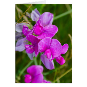 Cartão Orquídeas roxas