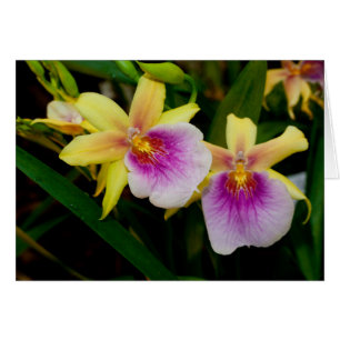 Cartão Orquídeas roxas cor-de-rosa amarelas do por do so