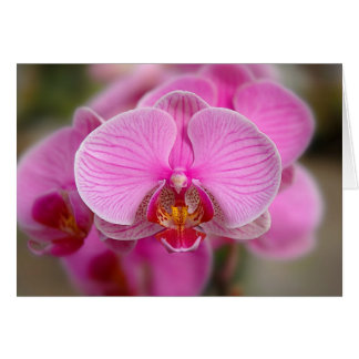 Cartão Orquídeas Violetas