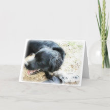 Orton Smokey e Matte