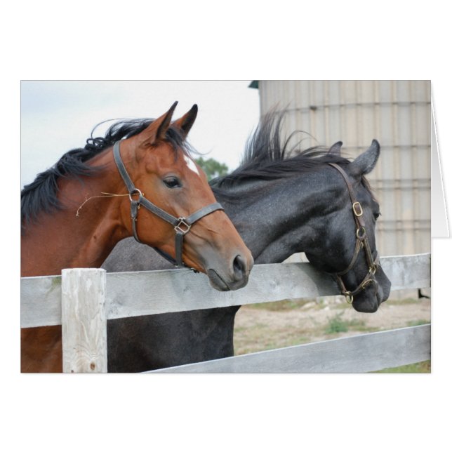 Cartão Os Cavalos Amantes (Frente Horizontal)