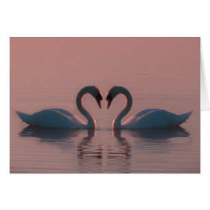 Cartão Os Cisnes Pretos Devem Ser Céus Rosa