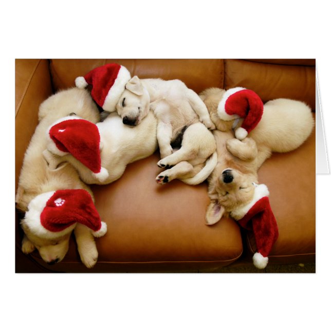 Cartão Os dias de cachorro do Natal (Frente Horizontal)