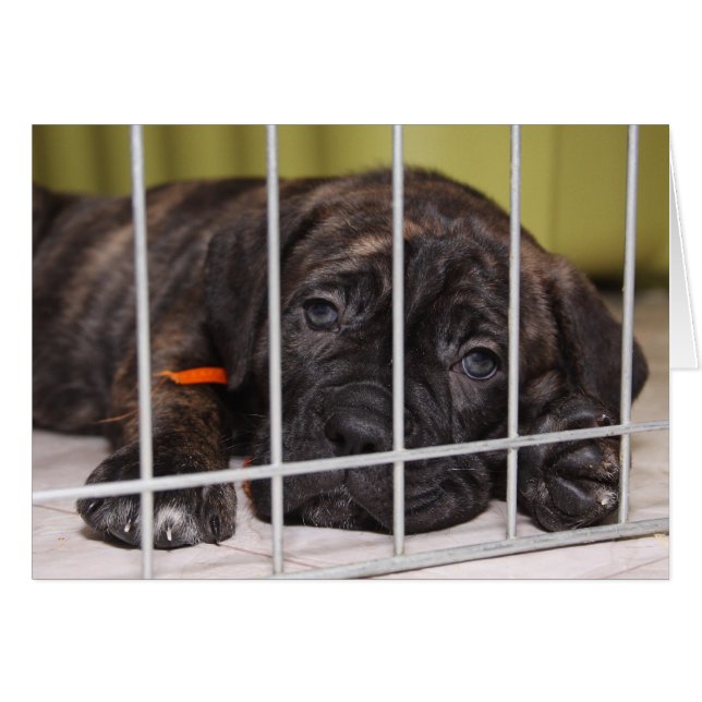 Cartão Os Filhotes São Bonitos (Frente horizontal)