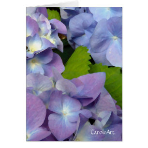 Cartão Os Hydrangeas azuis os mais azuis