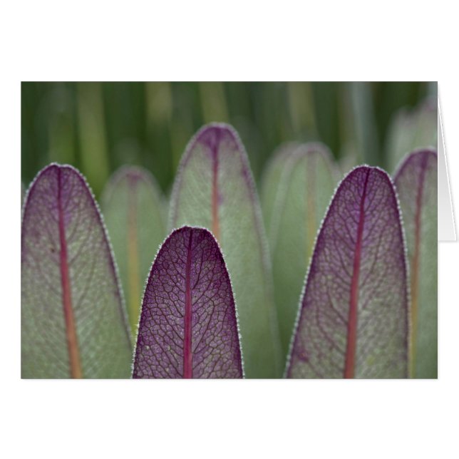 Cartão Os Lobelias Gigantes| Rwenzoris (Frente Horizontal)