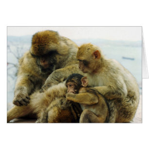 Cartão Os macacos de Barbary