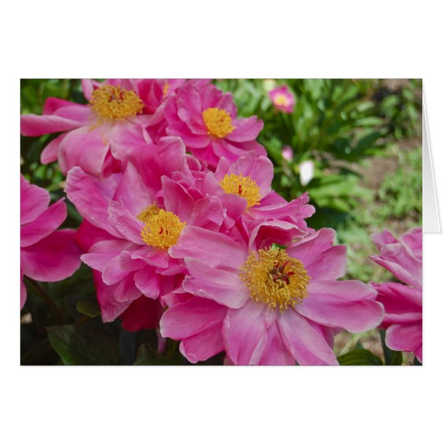 Cartão Os Nereids (Frente Horizontal)