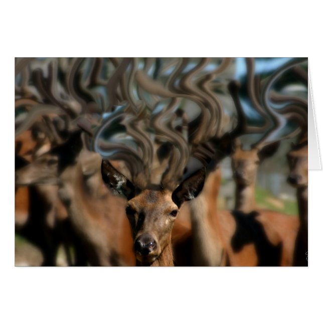 Cartão Os Sonhos de Veado (Frente Horizontal)