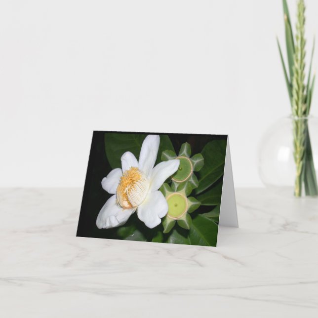 Cartão OSA: Gustavia brachycarpa (Frente)