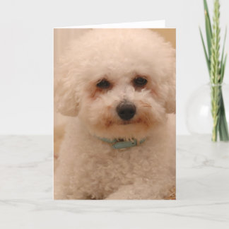 Cartão Oscar the Bichon Frise