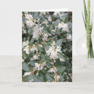 Cartão Osmanthus Burkwoodii no Parque