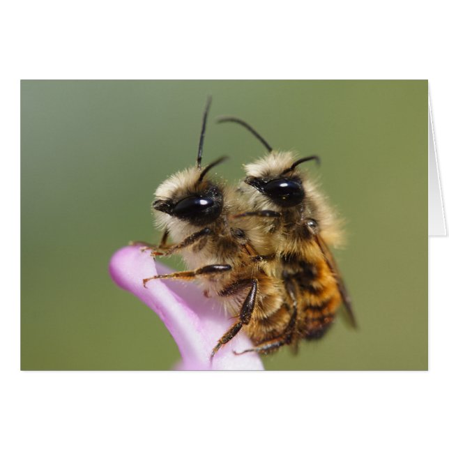 Cartão Osmia bicornis (Frente Horizontal)