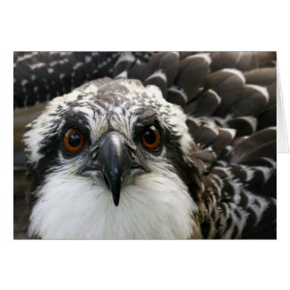 Cartão Osprey