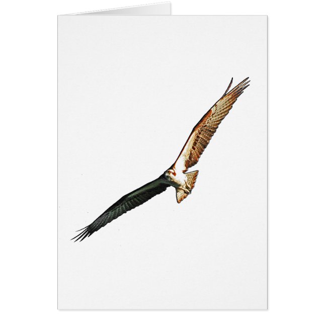 Cartão Osprey (Frente)