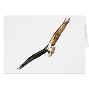 Cartão Osprey