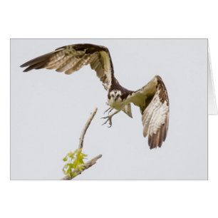 Cartão Osprey Chegando Em Você