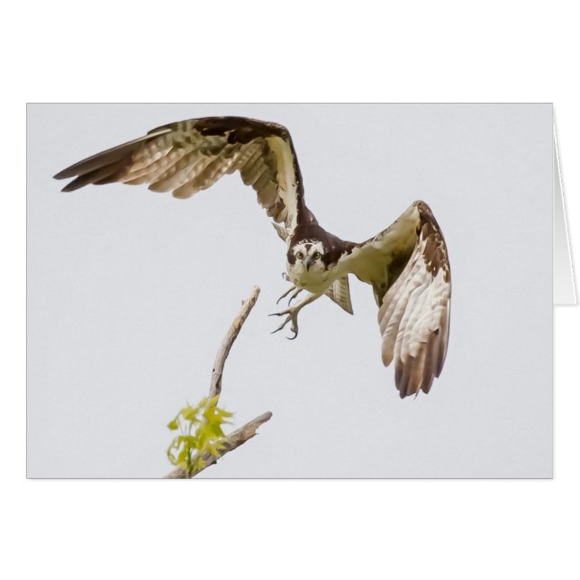 Cartão Osprey Chegando Em Você (Frente Horizontal)