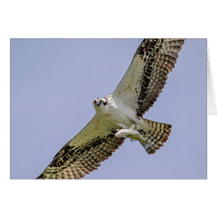 Cartão Osprey com peixe