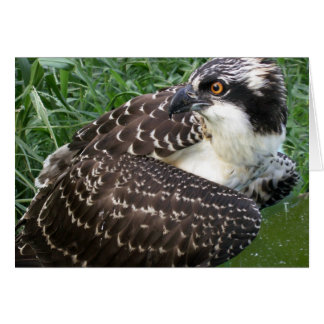 Cartão Osprey de alerta